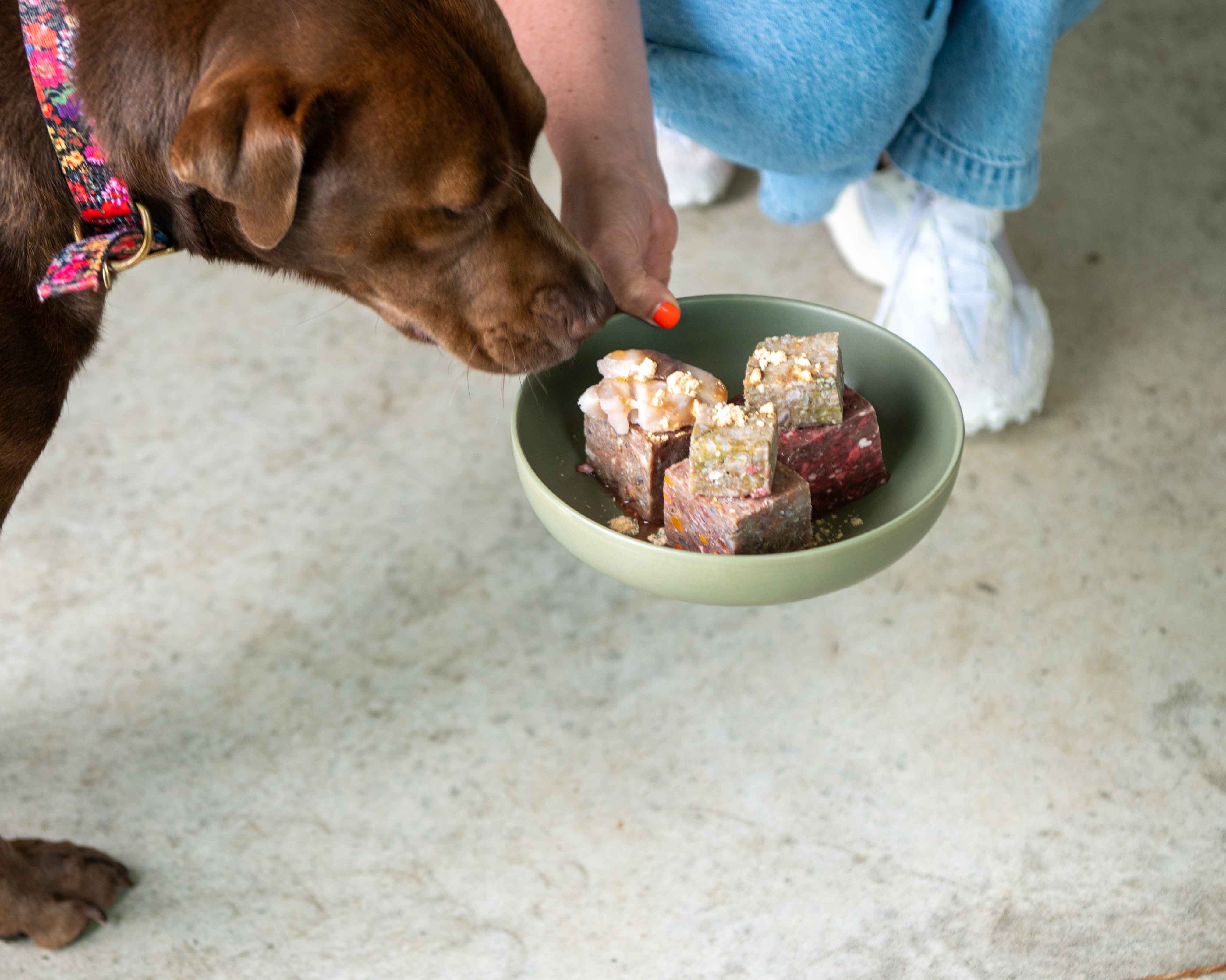 Your Crash Course in Puppy Nutrition