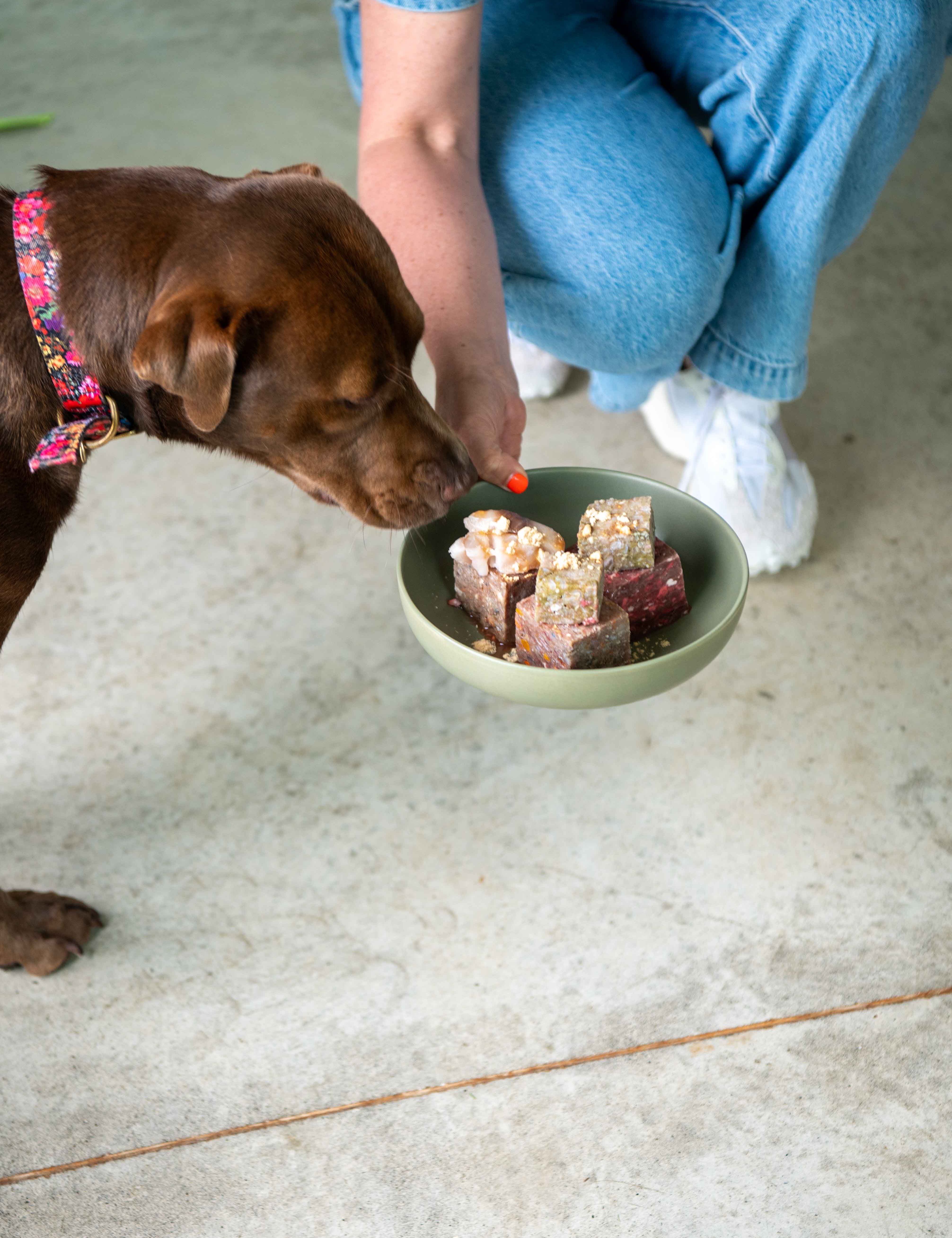 Your Crash Course in Puppy Nutrition