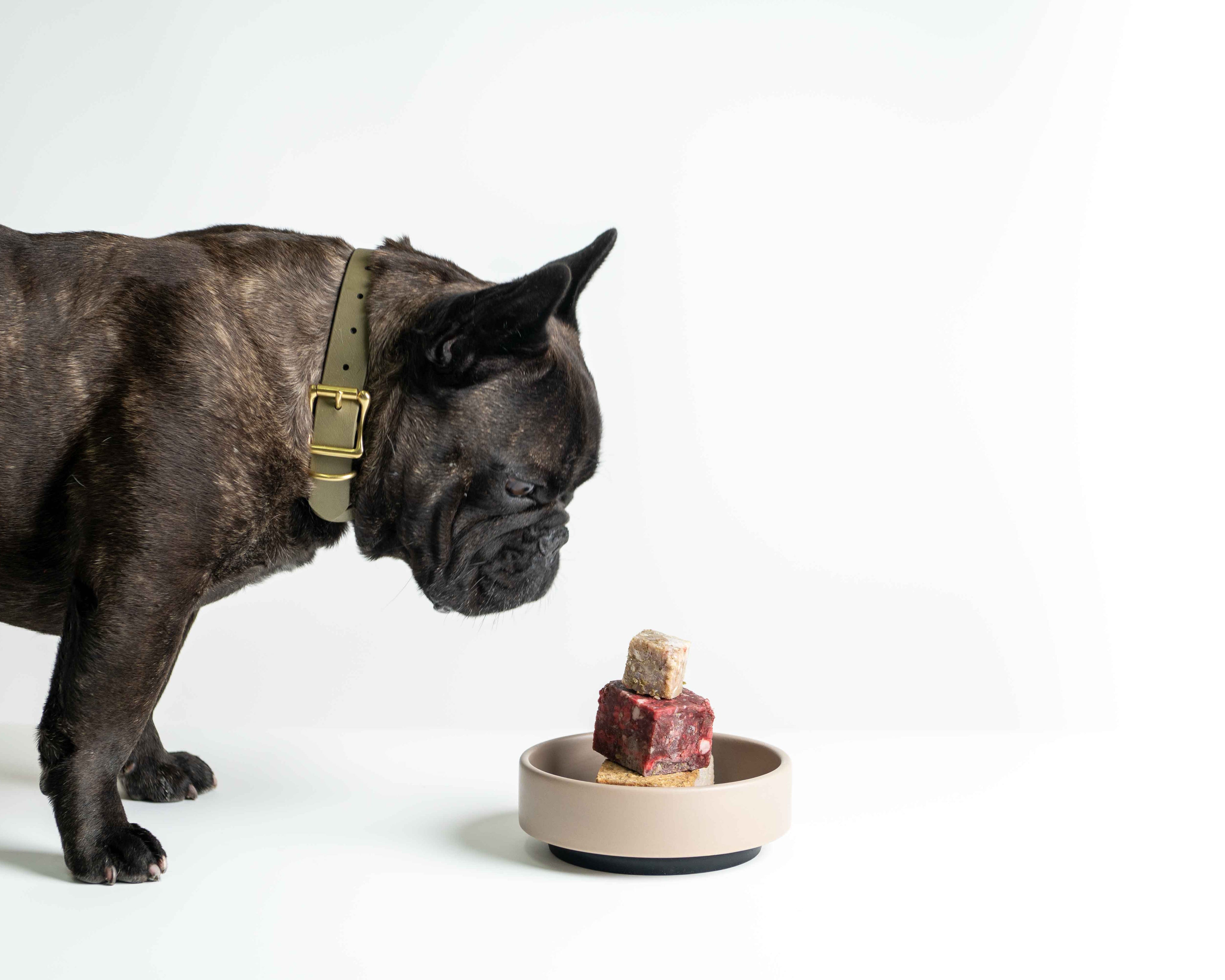 Meat, Veggies, and Everything In Between: What Should Dogs Really Eat?
