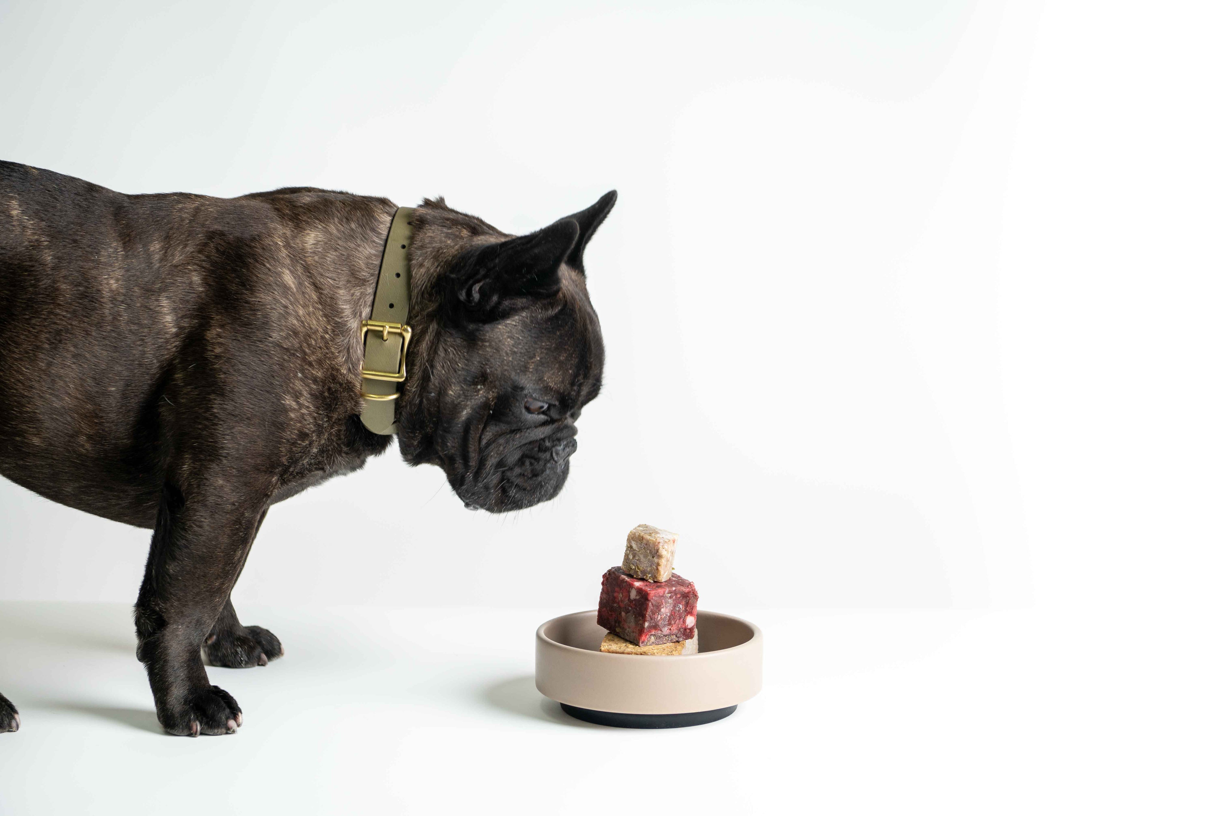 Meat, Veggies, and Everything In Between: What Should Dogs Really Eat?