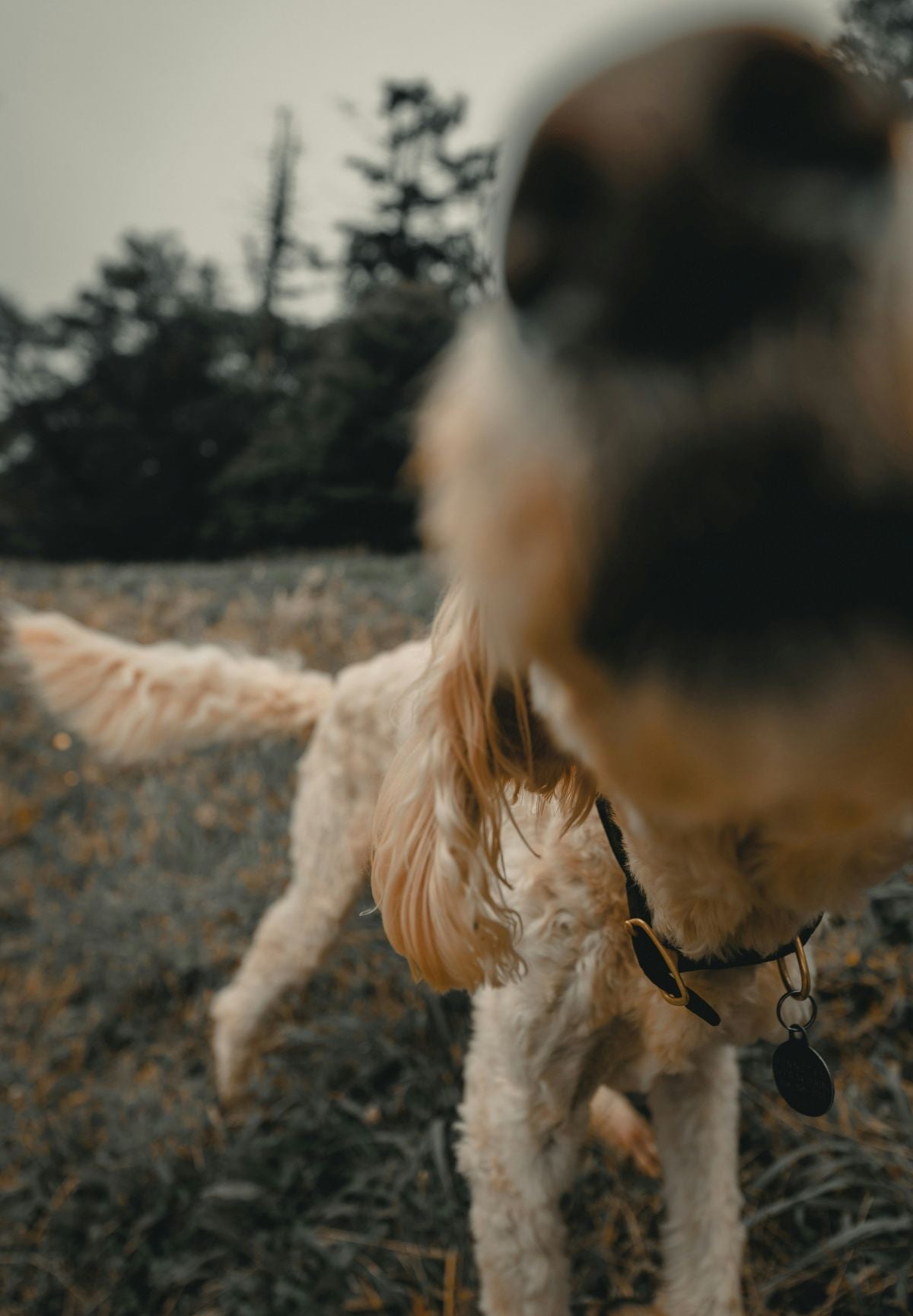 dog-sniffing-01_cf7d83fb-9b55-43aa-a5be-b62e465e9405.jpg