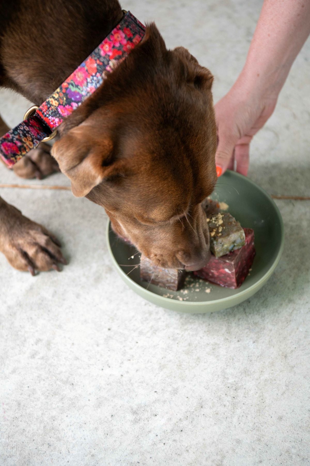 my-raw-pet-food-dog-eating-02.jpg